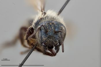 Media type: image;   Entomology 792482 Aspect: head frontal view